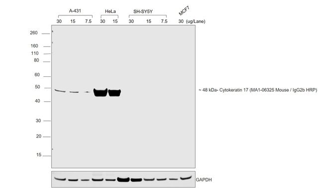 Goat anti-Mouse IgG2b Cross-Adsorbed Secondary Antibody, HRP