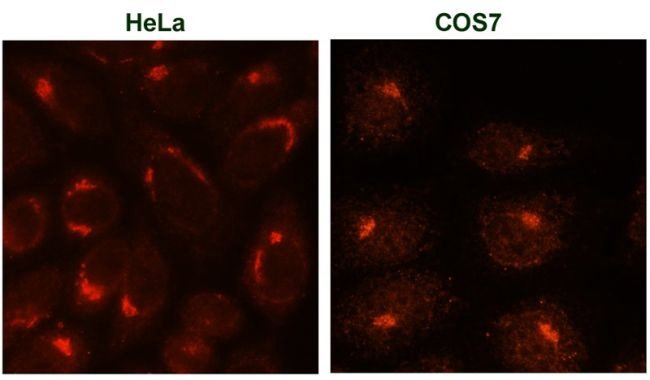 TGN46 Monoclonal Antibody (2F7.1)