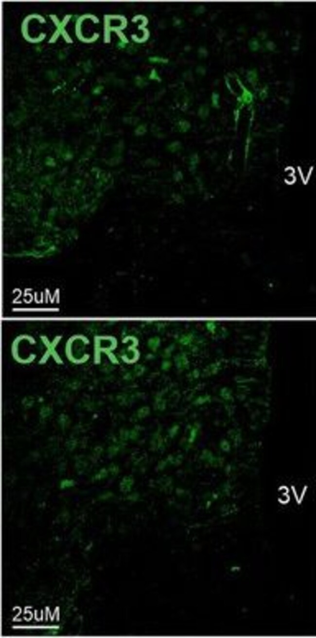 Donkey anti-Rabbit IgG (H+L) Highly Cross-Adsorbed Secondary Antibody, Alexa Fluor Plus 405
