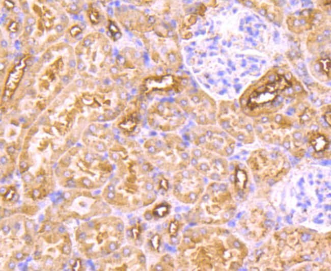 MAL Monoclonal Antibody (B5-G3)