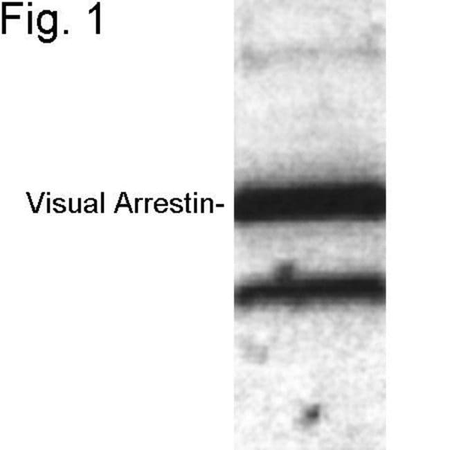 S-arrestin Polyclonal Antibody