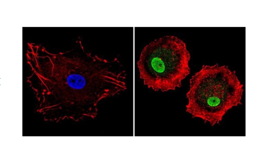 LXR alpha Polyclonal Antibody