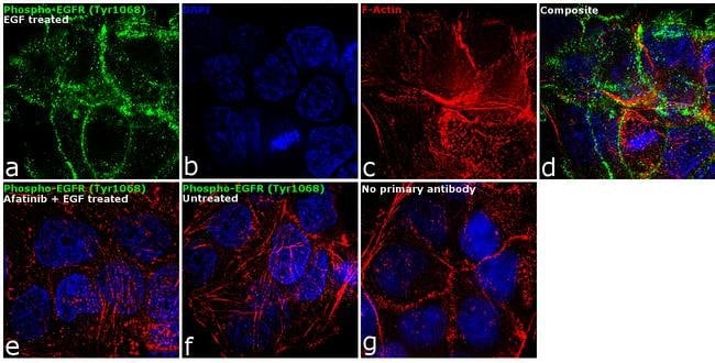 Phospho-EGFR (Tyr1068) Polyclonal Antibody
