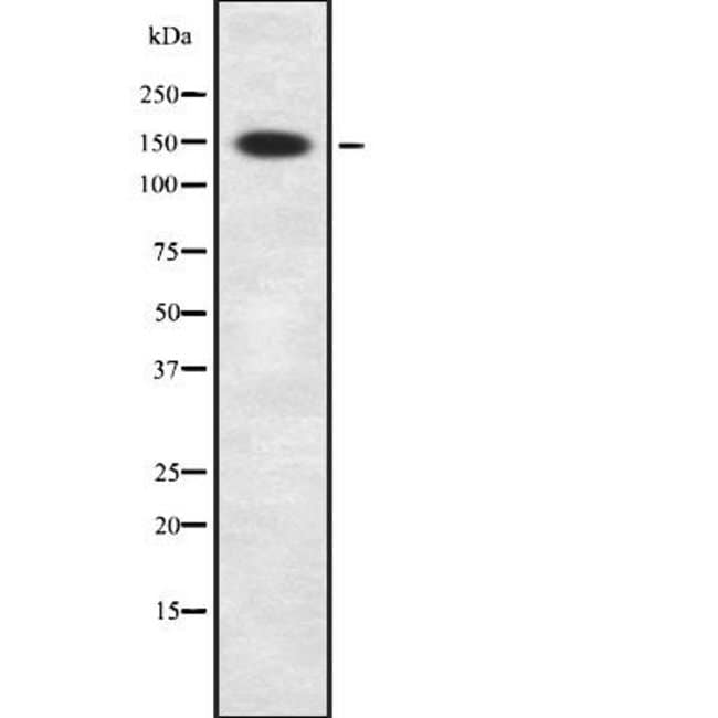 NBEAL1 Polyclonal Antibody