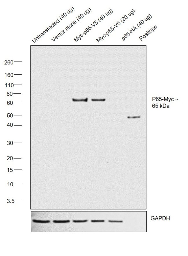 c-Myc Monoclonal Antibody (9E10.3), Biotin