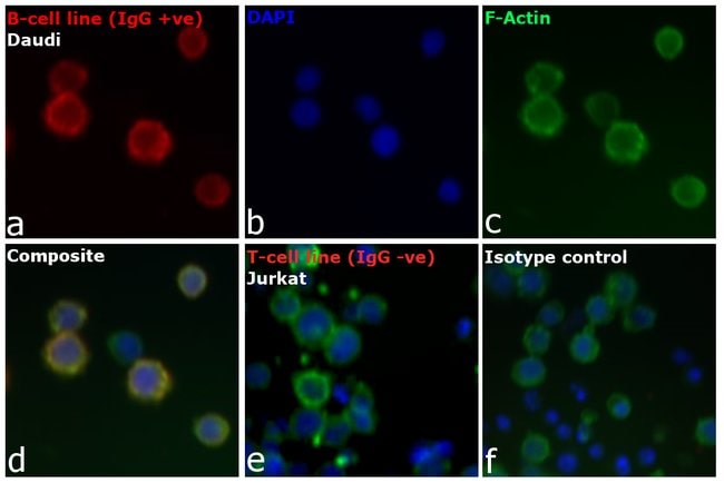 Goat anti-Human IgG (H+L) Cross-Adsorbed Secondary Antibody, Alexa Fluor 568