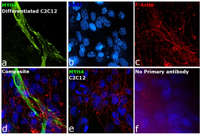 Myosin 4 Monoclonal Antibody (MF20), Alexa Fluor 488, eBioscience