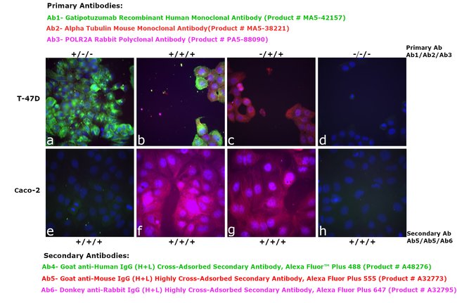 Goat anti-Human IgG (H+L) Cross-Adsorbed Secondary Antibody, Alexa Fluor Plus 488
