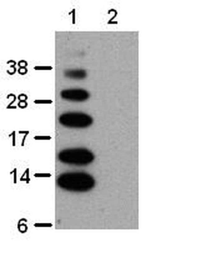 Ub-K63 Monoclonal Antibody (HWA4C4), eBioscience