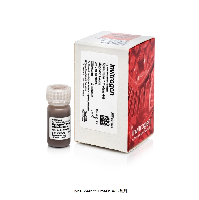 DynaGreen™ Protein A/G 磁珠