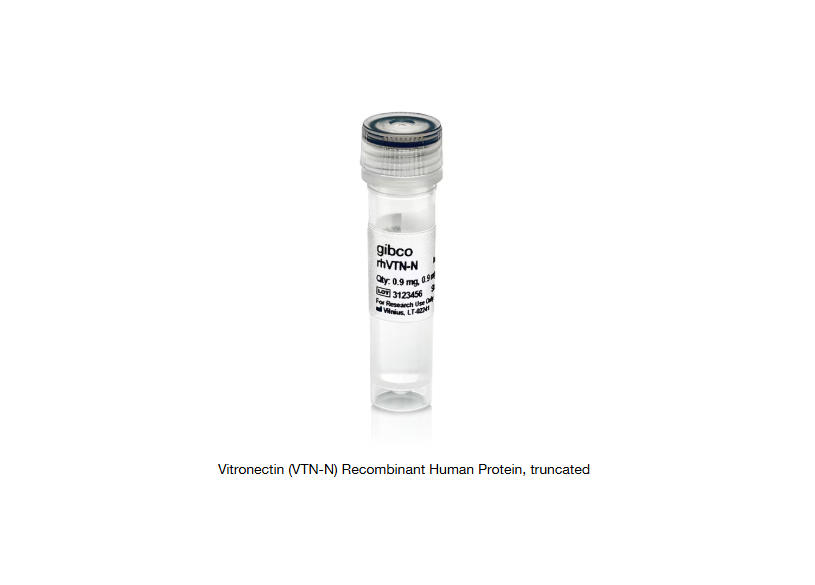 玻璃体连接蛋白（VTN-N）重组人蛋白，截短RUO VITRONECTIN