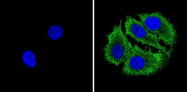 Bax Monoclonal Antibody (6A7)