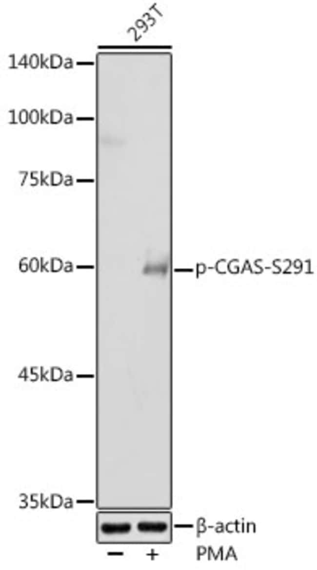 Phospho-cGAS (Ser291) Polyclonal Antibody