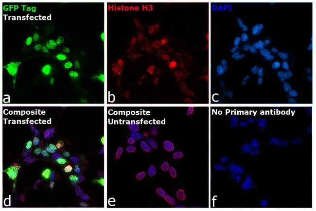 eGFP Monoclonal Antibody (F56-6A1.2.3)