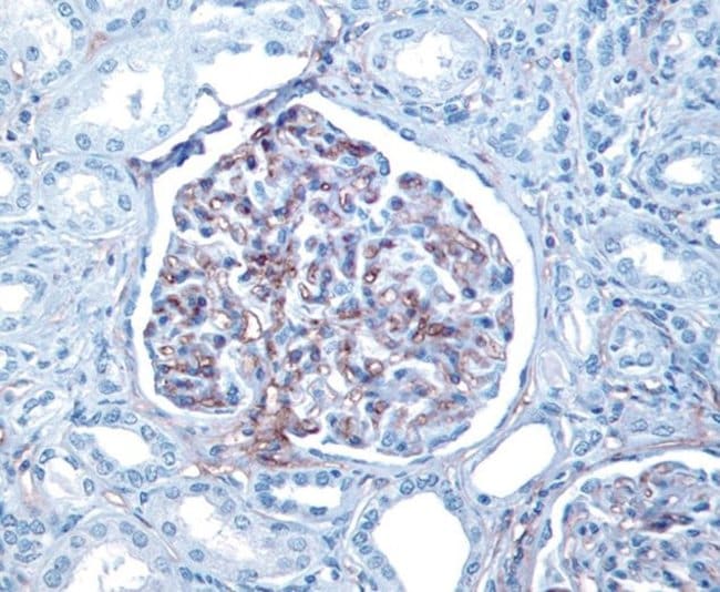 CD34 Monoclonal Antibody (BI-3C5)