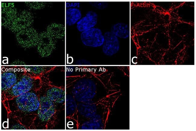 ELF5 Polyclonal Antibody