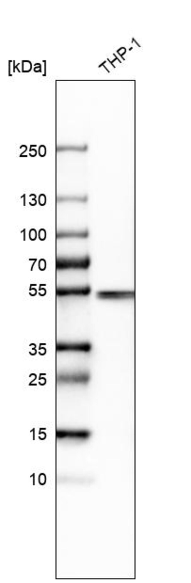 IRF8 Polyclonal Antibody