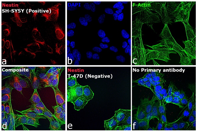 Goat anti-Mouse IgG (H+L) Highly Cross-Adsorbed Secondary Antibody, Alexa Fluor 680