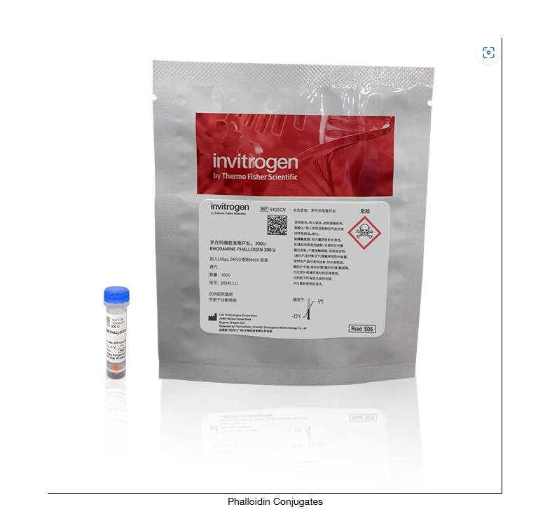 Phalloidin Conjugates