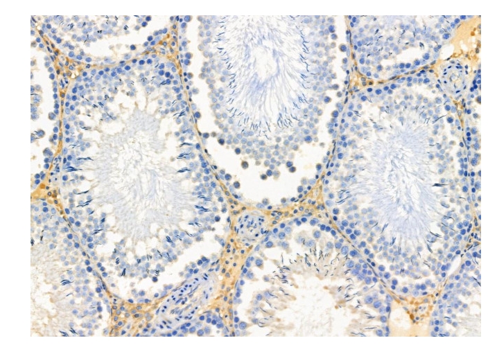 Apolipoprotein L4 Polyclonal Antibody