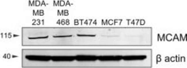 Goat anti-Rabbit IgG (H+L) Cross-Adsorbed Secondary Antibody, Alexa Fluor 680