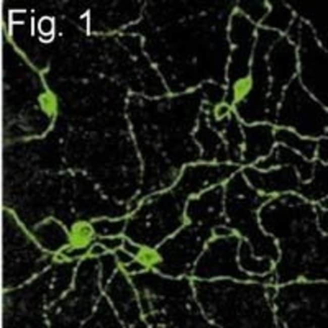 Opsin 4 Polyclonal Antibody