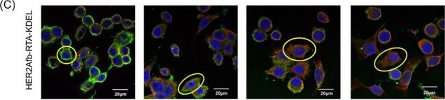 Goat anti-Rabbit IgG (H+L) Cross-Adsorbed ReadyProbes Secondary Antibody, Alexa Fluor 594