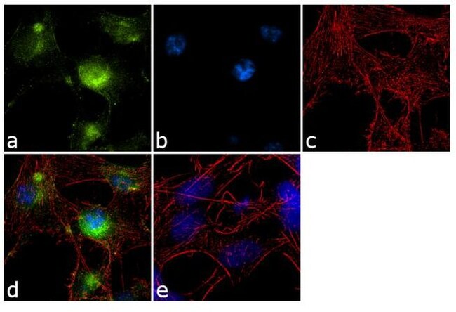 GluR2 Monoclonal Antibody (6C4)
