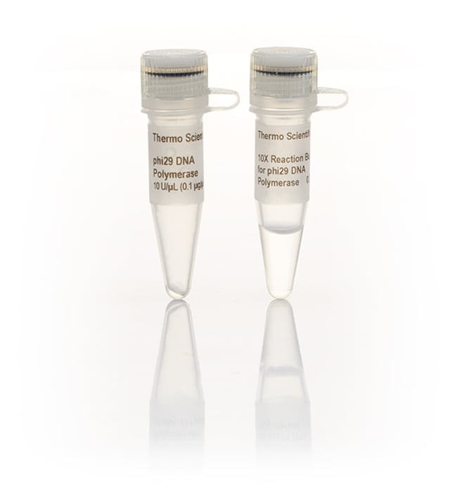 phi29 DNA 聚合酶 (10 U/&mu;L)