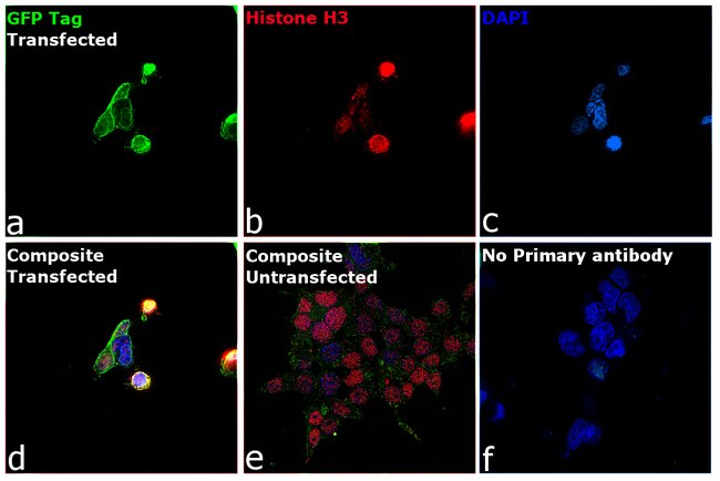eGFP Polyclonal Antibody