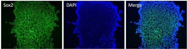 SOX2 Monoclonal Antibody (20G5)