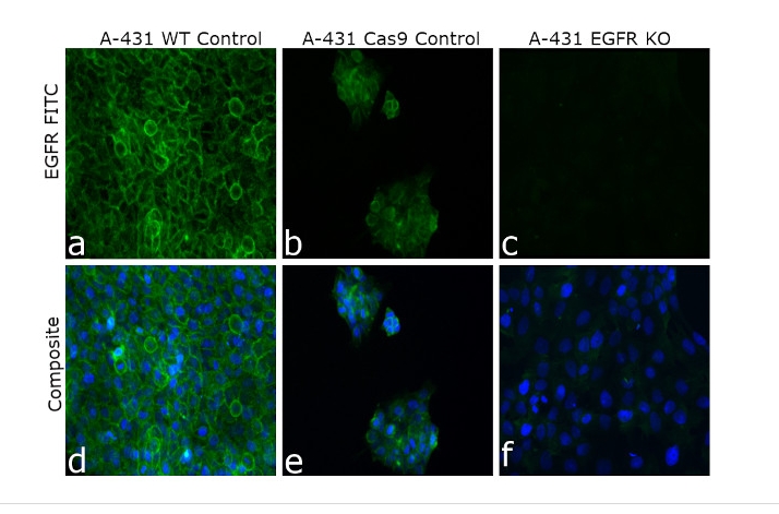 EGFR Monoclonal Antibody (ICR10), FITC