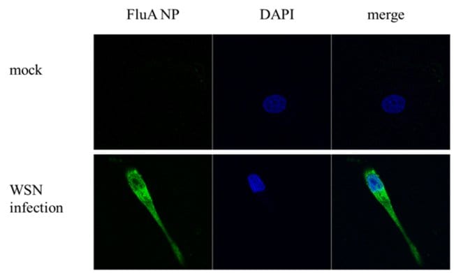 Influenza A H1N1 NP Monoclonal Antibody (GT1236)