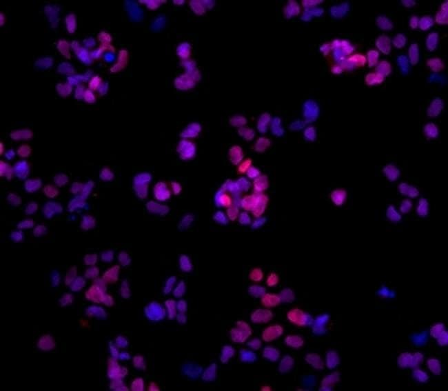 Nanog Monoclonal Antibody (hNanog.2), eBioscience