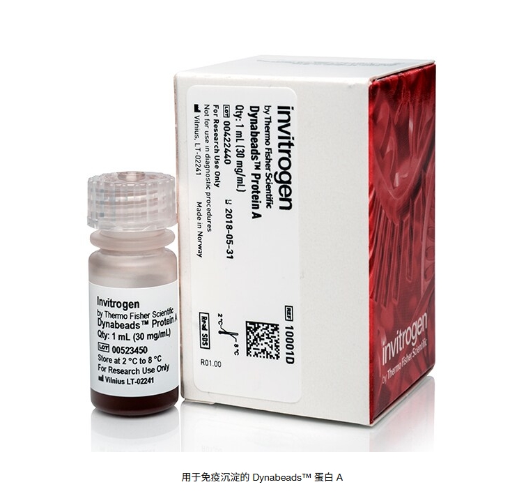 用于免疫沉淀的 Dynabeads™ 蛋白 A