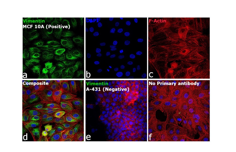 Donkey anti-Rabbit IgG (H+L) Highly Cross-Adsorbed Secondary Antibody, Alexa Fluor™ Plus 488