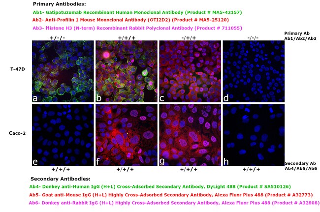 Donkey anti-Human IgG (H+L) Cross-Adsorbed Secondary Antibody, DyLight 488