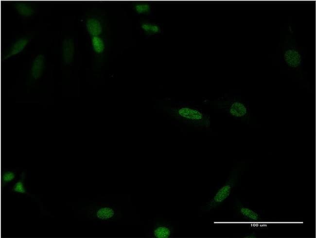 CDX4 Monoclonal Antibody (1E9)
