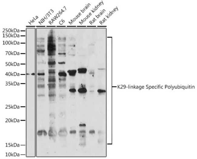 Ub-K29 Polyclonal Antibody