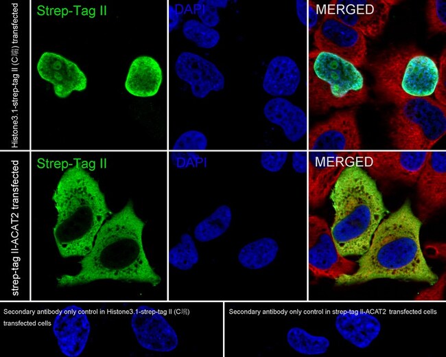 Strep Tag II Recombinant Rabbit Monoclonal Antibody (PSH05-13)