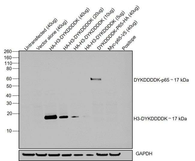 DYKDDDDK Tag Monoclonal Antibody (FG4R), HRP