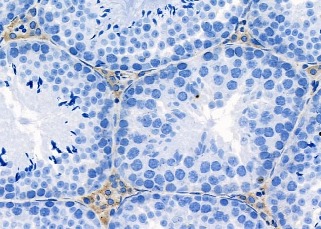 RPL41 Polyclonal Antibody