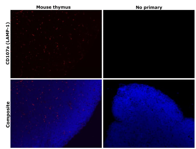 CD107a (LAMP-1) Monoclonal Antibody (eBio1D4B (1D4B)), eFluor 660, eBioscience