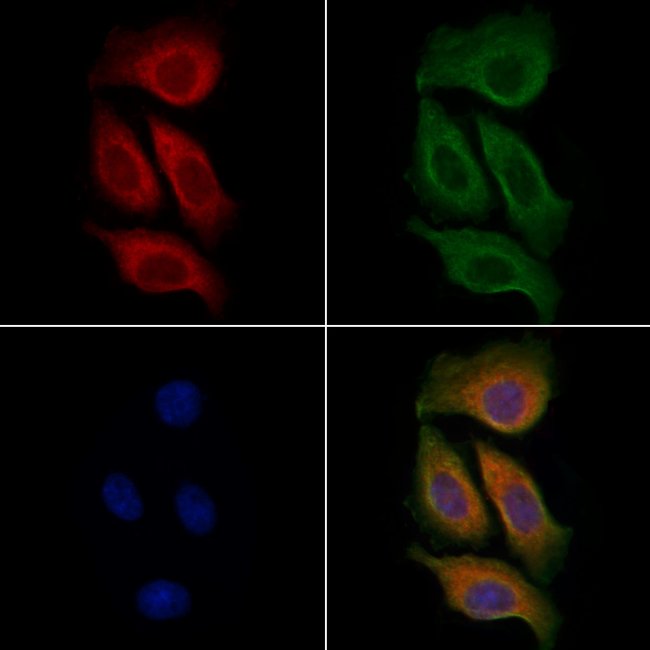 CD48 Polyclonal Antibody