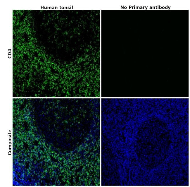 CD4 Monoclonal Antibody (N1UG0), eBioscience
