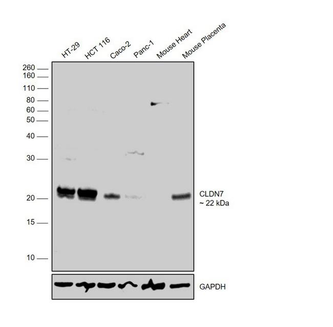 Claudin 7 Polyclonal Antibody