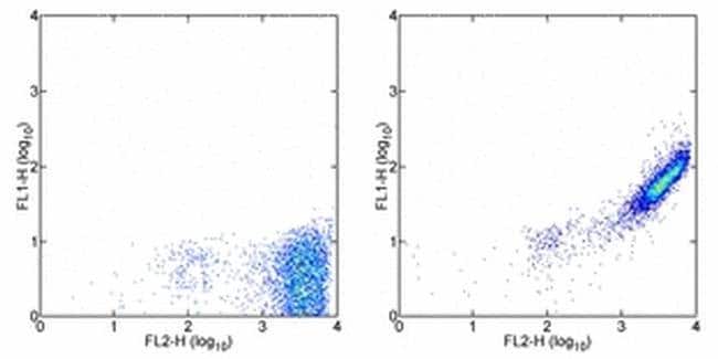 Rat anti-Mouse IgG (H+L) Secondary Antibody, FITC, eBioscience