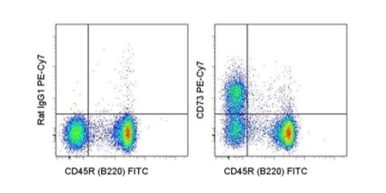 CD73 Monoclonal Antibody (eBioTY/11.8 (TY/11.8)), PE-Cyanine7, eBioscience™