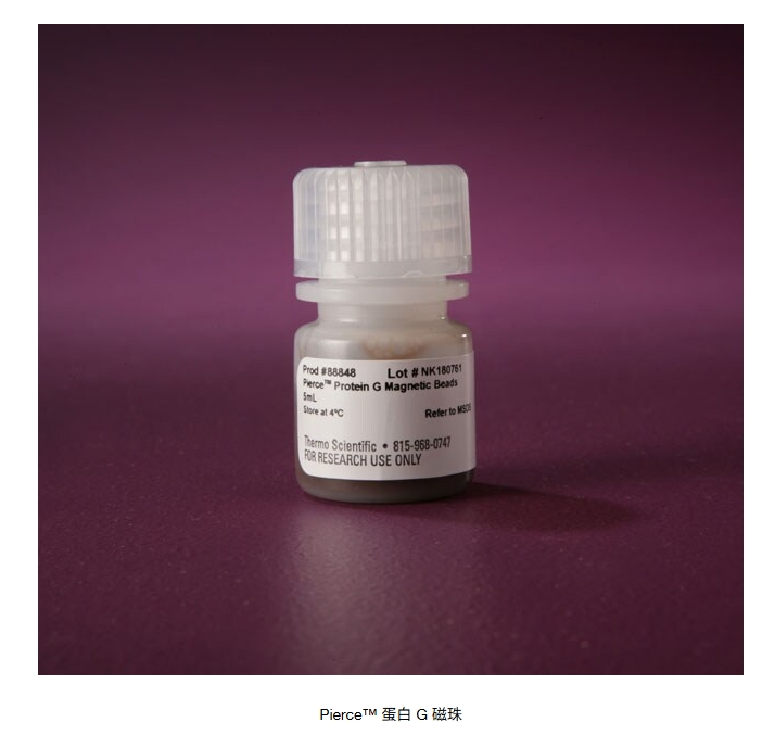 Pierce™ 蛋白 G 磁珠