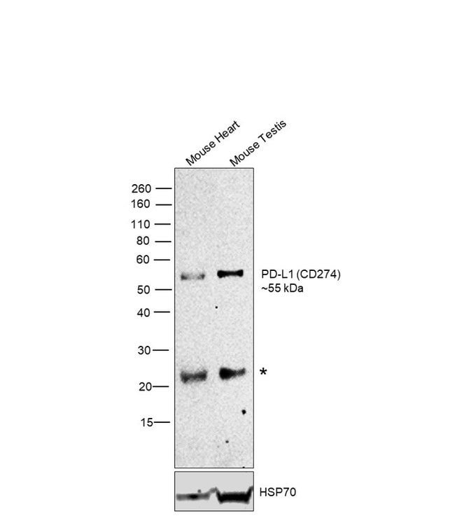 CD274 (PD-L1, B7-H1) Monoclonal Antibody (MIH5), eBioscience